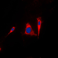 3 - Anti-14-3-3 gamma Antibody [KO/KD Validated] AP51619