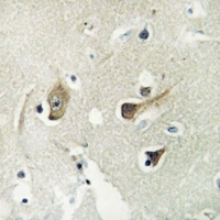 19 - Anti-14-3-3 gamma Antibody [KO/KD Validated] AP51619