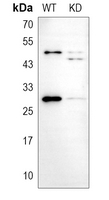 0 - Anti-14-3-3 gamma Antibody [KO/KD Validated] AP51619