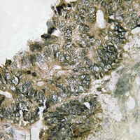 19 - Anti-RSK1 (Phospho-S380) Antibody AP51628