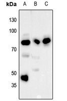 1 - Anti-RSK1 (Phospho-S380) Antibody AP51628