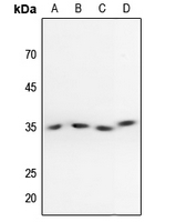 1 - Anti-PPP2CA (Phospho-Y307) Antibody AP51629