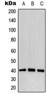 1 - Anti-CD32b (Phospho-Y292) Antibody AP51631