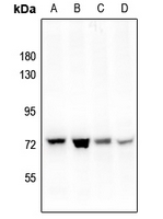1 - Anti-PAK4 (Phospho-S474) Antibody AP51633