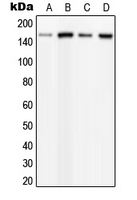 1 - Anti-PLC beta 3 (Phospho-S537) Antibody AP51634