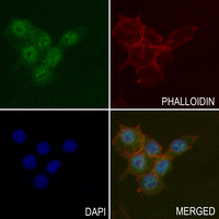 3 - Anti-PFKFB2 (Phospho-S483) Antibody AP51635