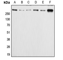 1 - Anti-APC (Phospho-S2054) Antibody AP51637