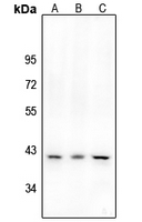 1 - Anti-CD184 (Phospho-S339) Antibody AP51641