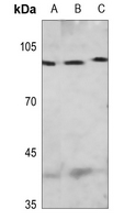 1 - Anti-MCM4 (Phospho-S54) Antibody AP51644