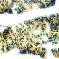 19 - Anti-Ephrin B1 (Phospho-Y317) Antibody AP51645