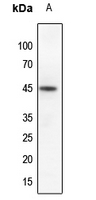 1 - Anti-Ephrin B1 (Phospho-Y317) Antibody AP51645