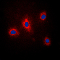 3 - Anti-GRB10 (Phospho-Y67) Antibody AP51648