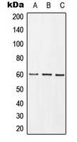 1 - Anti-GRB10 (Phospho-Y67) Antibody AP51648