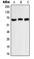 1 - Anti-Kv1.3 (Phospho-Y187) Antibody AP51650