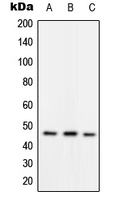 1 - Anti-RAD52 (Phospho-Y104) Antibody AP51651