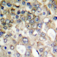 19 - Anti-MUC1 (Phospho-Y1229) Antibody AP51653