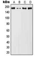 1 - Anti-MUC1 (Phospho-Y1229) Antibody AP51653