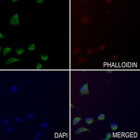 3 - Anti-STAM2 (Phospho-Y192) Antibody AP51654