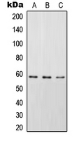 1 - Anti-STAM2 (Phospho-Y192) Antibody AP51654
