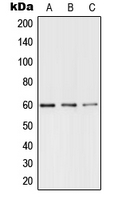 1 - Anti-TERF1 (Phospho-S219) Antibody AP51655