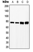 1 - Anti-SLP76 (Phospho-Y128) Antibody AP51657