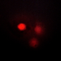 3 - Anti-NDC80 Antibody AP51659