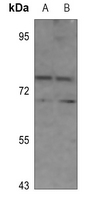 1 - Anti-NDC80 Antibody AP51659