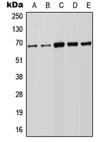 1 - Anti-FOXN1 Antibody AP51660