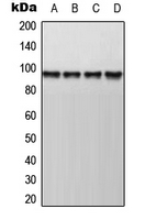 1 - Anti-AKAP8 Antibody [KO/KD Validated] AP51662