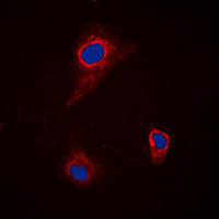 3 - Anti-SLC43A1 Antibody AP51663
