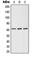 1 - Anti-SLC43A1 Antibody AP51663