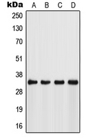 1 - Anti-FSBP Antibody AP51666