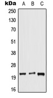 1 - Anti-DUSP14 Antibody AP51667