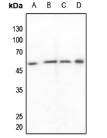 1 - Anti-ZNF682 Antibody AP51670