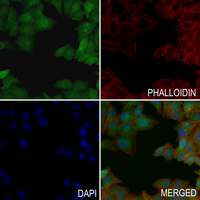 3 - Anti-TFEB Antibody AP51671
