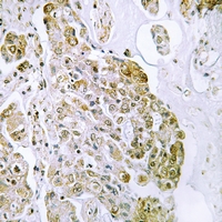 19 - Anti-TFEB Antibody AP51671