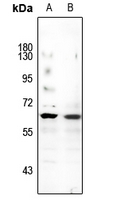 1 - Anti-TFEB Antibody AP51671