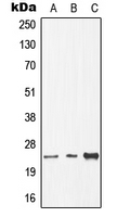 1 - Anti-CDC8 Antibody AP51673