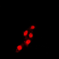 3 - Anti-TEAD1 Antibody AP51675