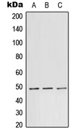1 - Anti-TEAD1 Antibody AP51675