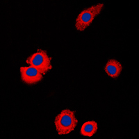 3 - Anti-NBL1 Antibody AP51678