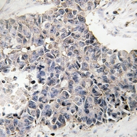 19 - Anti-NBL1 Antibody AP51678