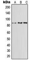 1 - Anti-CD91 Antibody AP51681