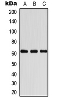 1 - Anti-COASY Antibody AP51683