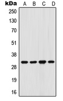1 - Anti-FHL3 Antibody AP51684