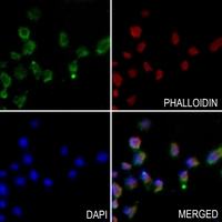 3 - Anti-hnRNP E1 Antibody AP51686