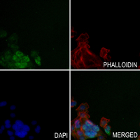3 - Anti-WNK2 Antibody AP51689
