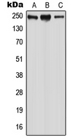 1 - Anti-WNK2 Antibody AP51689
