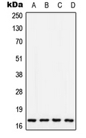 1 - Anti-COX5A Antibody AP51691