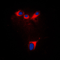 3 - Anti-Cytochrome P450 2E1 Antibody AP51692